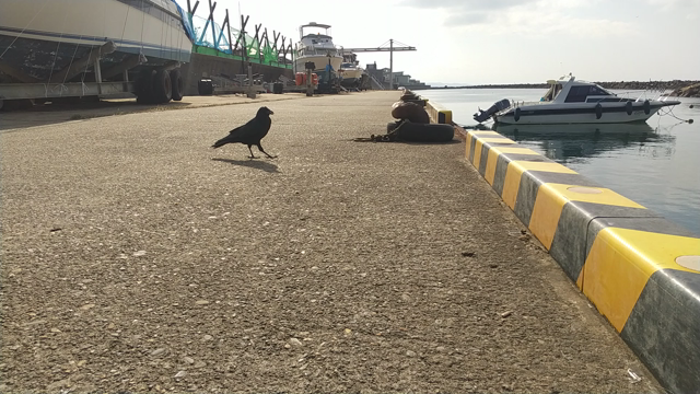 マメアジ釣り行ってきました！の記事動画