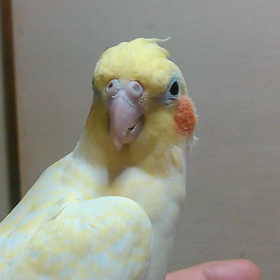 鳥さん食事タイムの画像