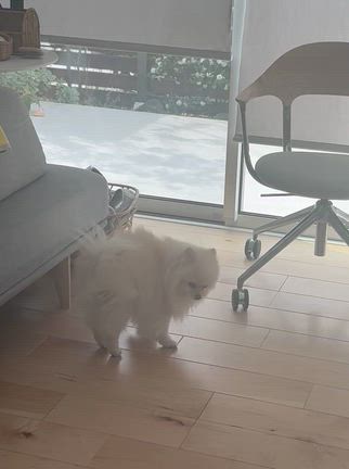 犬と猫、どっちも飼うときに気をつけたこと。の記事動画