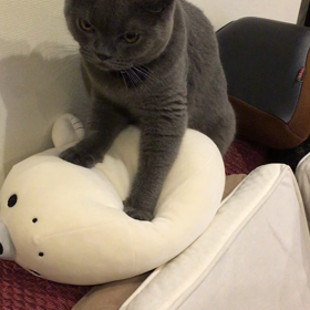 タラちゃんの画像