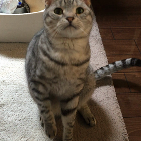 銀ちゃんの画像