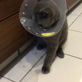 タラちゃんの画像