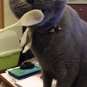タラの画像