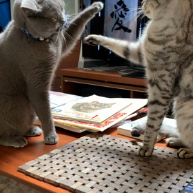 銀ダラの画像