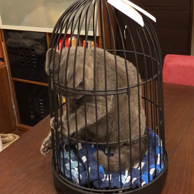 タラちゃんの画像