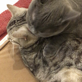 タラちゃんの画像
