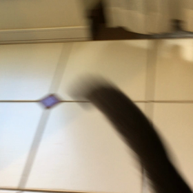 タラの画像