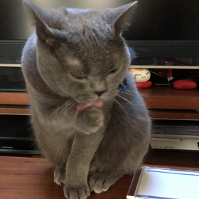 タラの画像