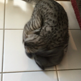 お相撲の画像