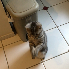 本日の銀ちゃんちょうだいの画像