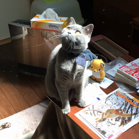 タラの画像