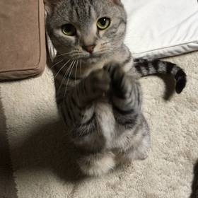 本日の銀ちゃんの画像