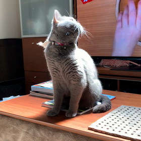 タラの画像
