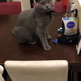 タラちゃんの画像