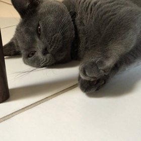 タラちゃんの画像
