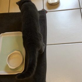 タラちゃんの画像