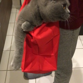 タラの画像