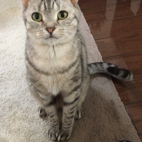 ちょうだいの画像