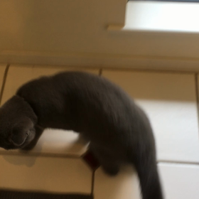 タラちゃんの画像