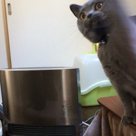 タラの画像