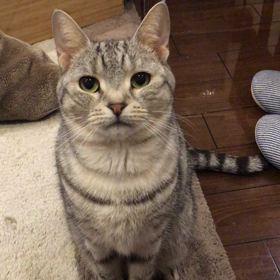 ぎんの画像
