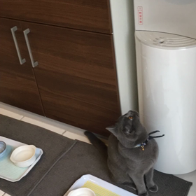 タラの画像