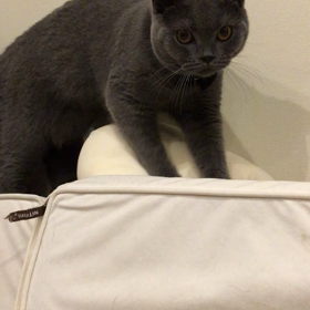 タラちゃんの画像