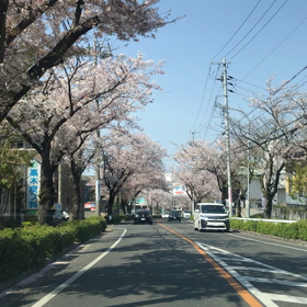 2019年 桜の画像
