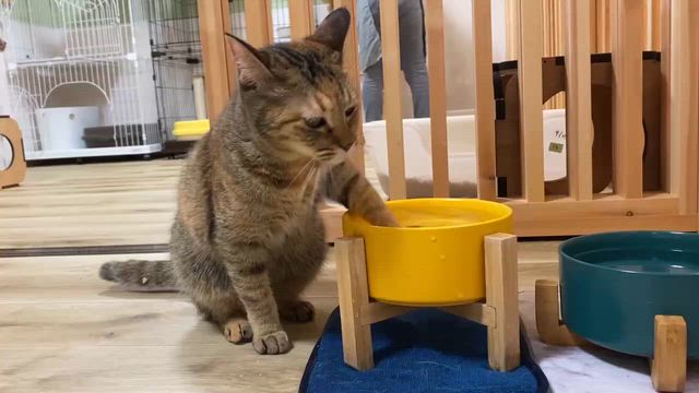 「猫の森ハウス恋愛事情〜ボスそうくんと仲間たち〜」第4話の記事動画