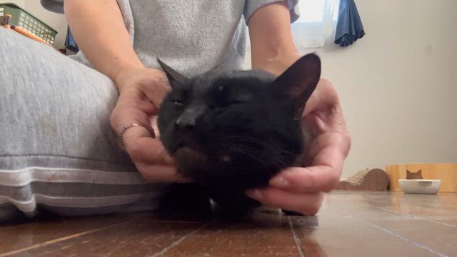 5/3【IKEA船橋】保護犬猫譲渡会開催｜猫の森の猫たちも参加しますの記事動画