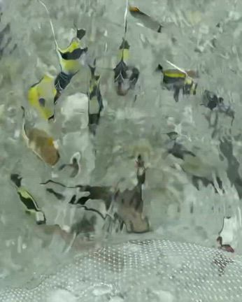2024/08/21の記事動画