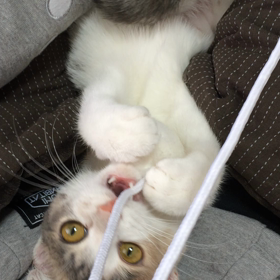けりけりけり！の画像