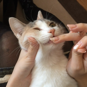 薬を飲む驚異のスピードの画像