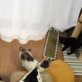 動画で様子を比較してみました！の画像