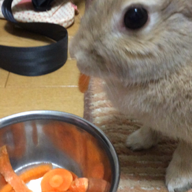 モシャーリの画像