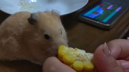 ワイルドに食べる2号の記事動画
