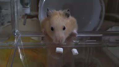 鼻息で転がす2号の記事動画