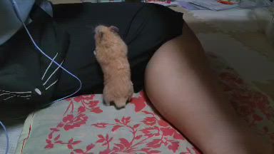 2号とお姉ちゃんの記事動画
