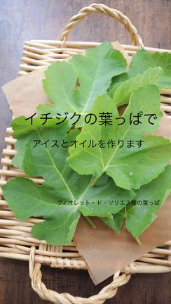 イチジクの葉っぱで　2026の記事動画