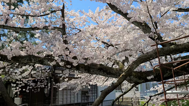 ゆきちんの2022桜を見る会INアメブロの記事動画