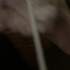 はなさん回復してきましたの画像