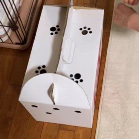 たぬきちゃんの画像