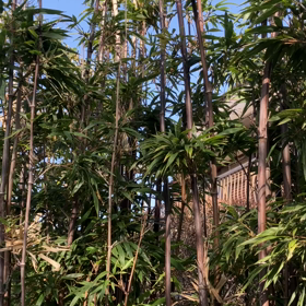 来週に，残しておいて，春のあたたかさの画像