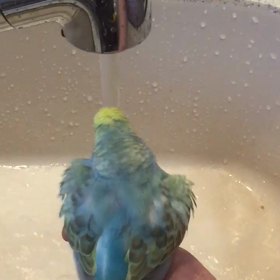 ぴーちゃんの水浴びの画像