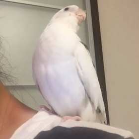 ジルちゃんがしゃべった❗️の画像