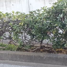 心にのこりましたの画像