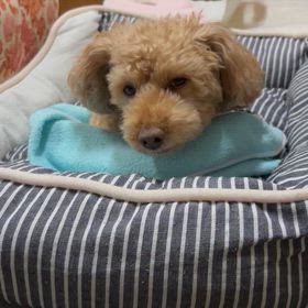 なにか、言いたげな…の画像
