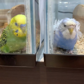 インコとワンコの画像