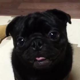うちの黒パグちゃんの画像