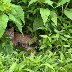 夏風邪が苦しすぎてびっくりした話の画像